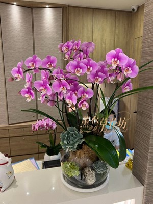 蝴蝶蘭~玻璃缸設計111061220