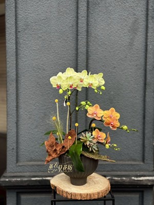 高雅蝴蝶蘭設計 115020116