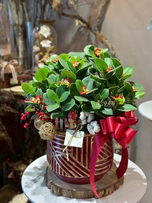 香蘋金錢樹(書帶木)106091505