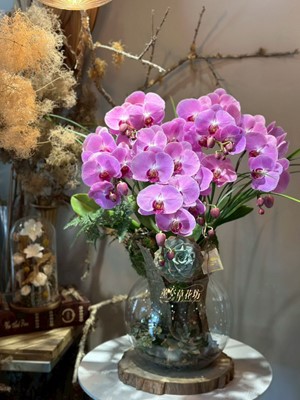 蝴蝶蘭盆栽 115012015