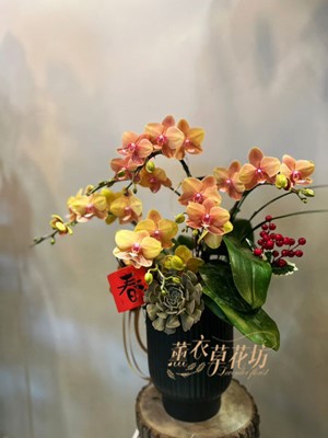 蘭花/蝴蝶蘭 /送禮設計112011108