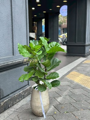 缺貨~琴葉盆栽~115032315