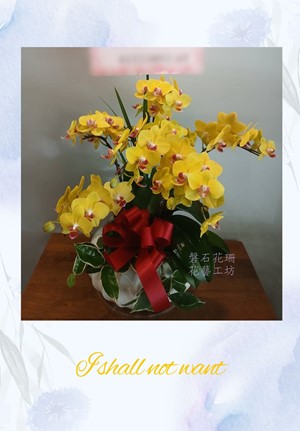 氣派非凡A級黃色蝴蝶蘭~桌上型~M~ OP12-07