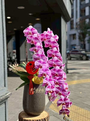 冠軍蘭~蘭花盆栽 115030431