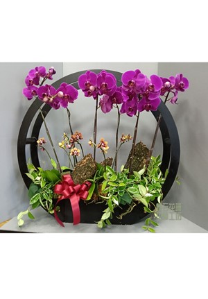 中秋節團圓蝴蝶蘭組合盆栽-L-OP12-10