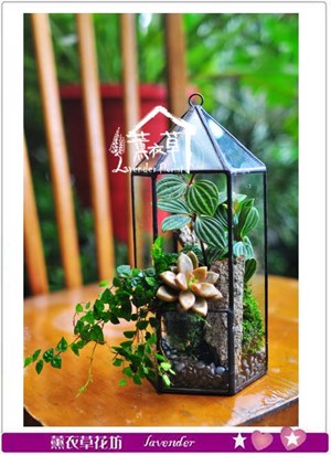玻璃植物生態設計B12206 