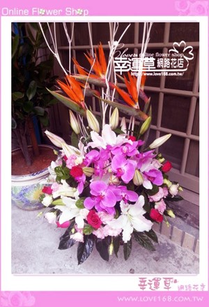 C33優質盆花
