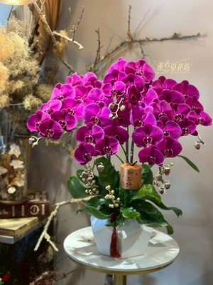 高雅蝴蝶蘭~設計 115032023