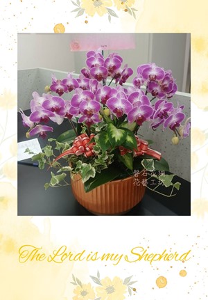 高雅蝴蝶蘭設計~桌上型M~ OP12-08