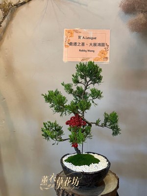 松柏盆栽 106122901