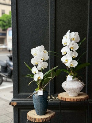 優雅蝴蝶蘭~蘭花 盆栽設計一盆 115032427