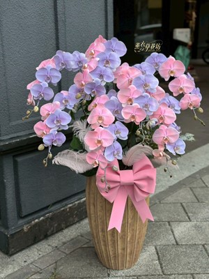 蝴蝶蘭/蘭花盆栽/7朱~粉藍設計~114112001