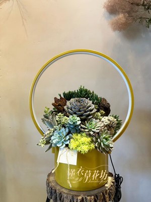 多肉植物系列111112421