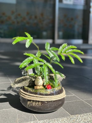 小豆樹~盆栽設計 115093005