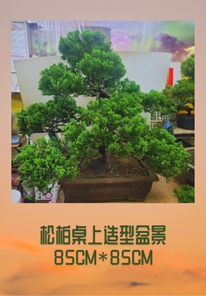 福壽安康~松柏桌上盆栽設計~CP3-01