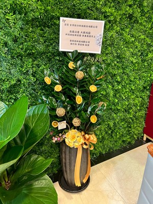 金錢樹盆栽~114111906