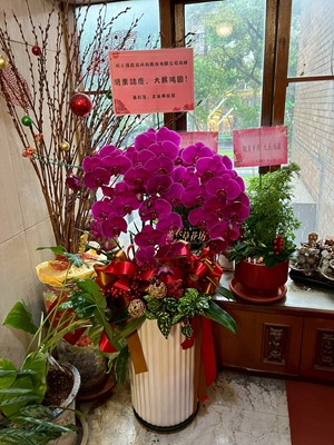 高雅蝴蝶蘭設計~7株蘭花~108101218