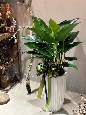 113040824 帝王盆栽