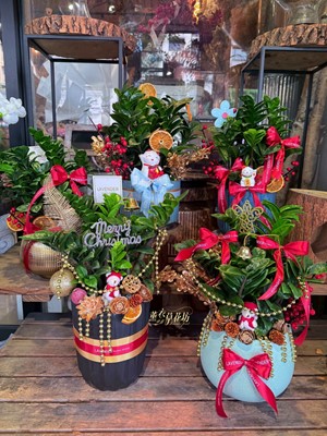 金錢樹盆栽~新品 114112721