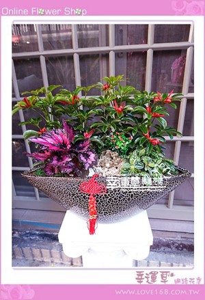 幸運草組合盆栽E0405
