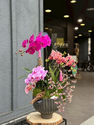 高雅蝴蝶蘭 ~~設計115020115