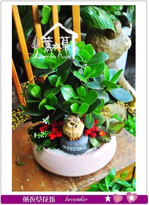 香蘋金錢樹(書帶木) 106070512