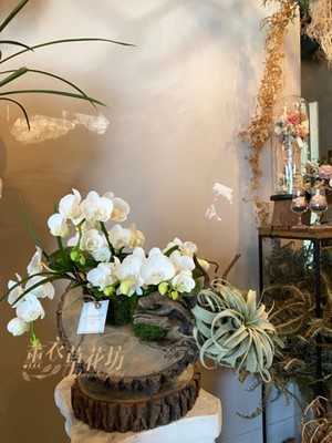 蝴蝶蘭/天然木片設計110091612