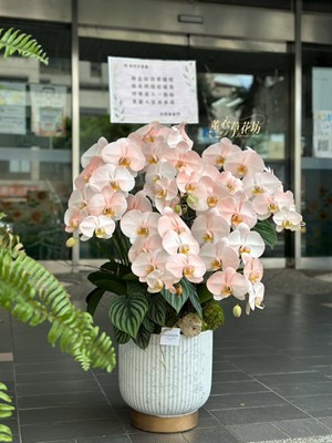 高雅蝴蝶蘭~蘭花~設計 115090102