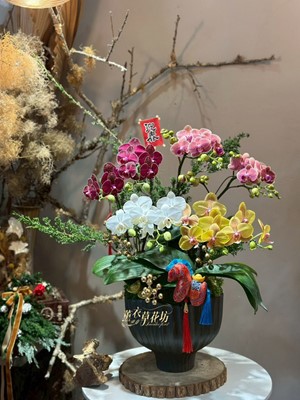 高雅蝴蝶蘭~ 115030650