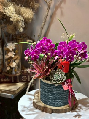 蝴蝶蘭/提籃設計 11512205