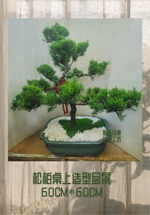 四季常青~福壽同在~松柏桌上盆栽設計~CP3-05