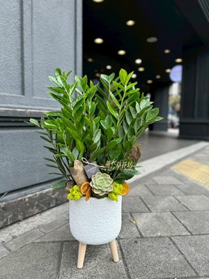 金錢樹設計115012306