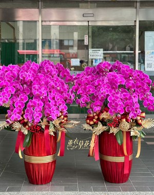 高雅蝴蝶蘭~14朱~115050416