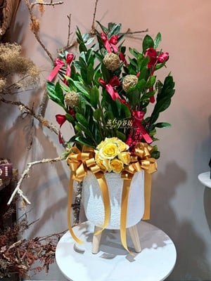 金錢樹~盆栽 114103111