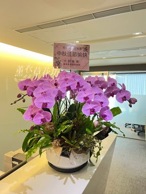 蝴蝶蘭5朱/蘭花系列 107071320