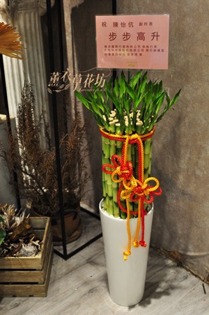 有貨~開運竹盆栽 106100418