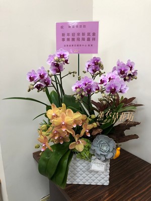 蝴蝶蘭/蘭花盆栽 110011822