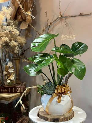 蔓綠蓉-龜貝111041103