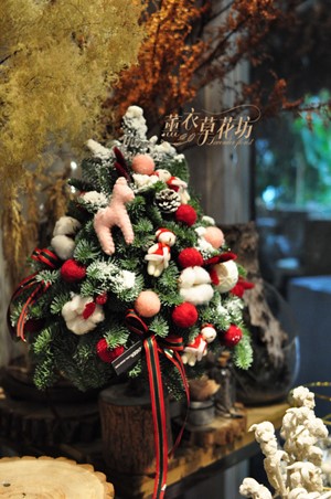 預購-聖誕樹~諾貝松 107120508