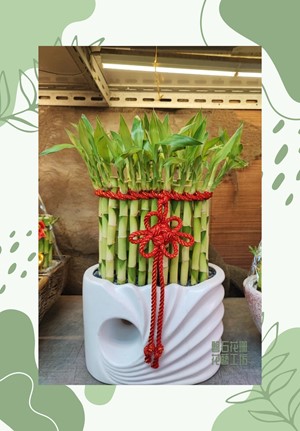 開運竹~植得擁有幸福，竹報平安迎好運