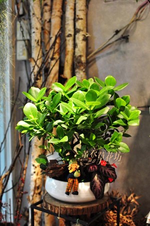 香蘋金錢樹(書帶木)108102104