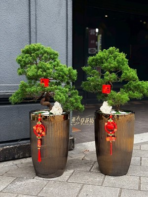 松柏盆栽~設計一盆  115011912