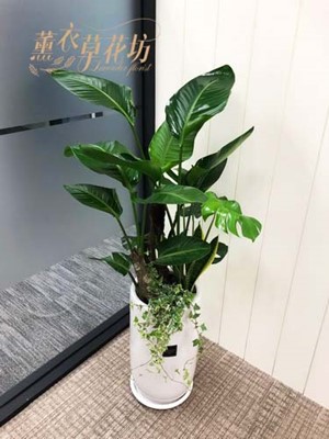 天堂鳥盆栽 107102304