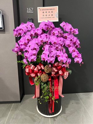 蝴蝶蘭／蘭花盆栽109051909