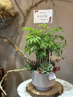 富貴樹組合盆栽106102522