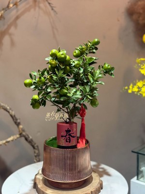 金桔盆栽~新年限定110011306