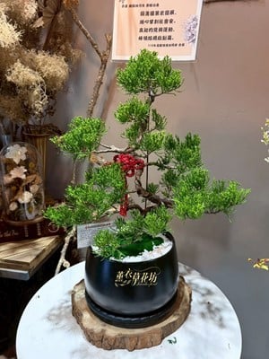 松柏盆栽115010271