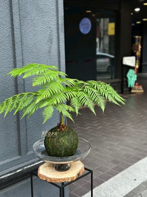 金狗毛蕨 114031505