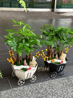 發財樹盆栽~招財 115070701