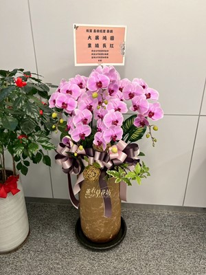 蝴蝶蘭5朱/蘭花盆栽110022221